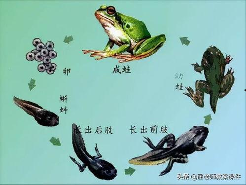 蝌蚪在线视频观看,蝌蚪在线视频深度解析